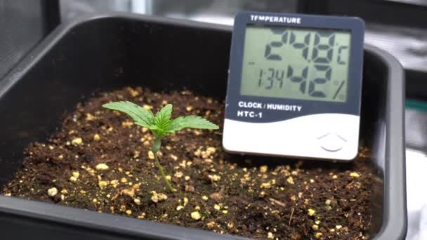 Cannabis Växter Marijuana Som Odlas Odlingstält Termohygrometermätning Blyinljus Växande Ogräs — Stockvideo