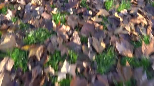 Close Autumn Foliage Park — Stock Video