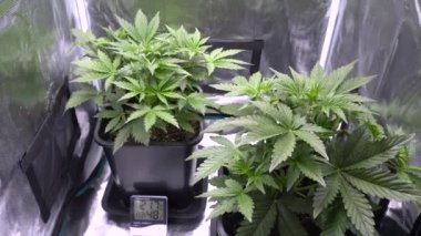 Kenevir yetiştirme çadırında yetiştirilen marihuana bitkisi. termo higrometre ölçümü. Esrar üretimi için kapalı alanda ot yetiştirmek
