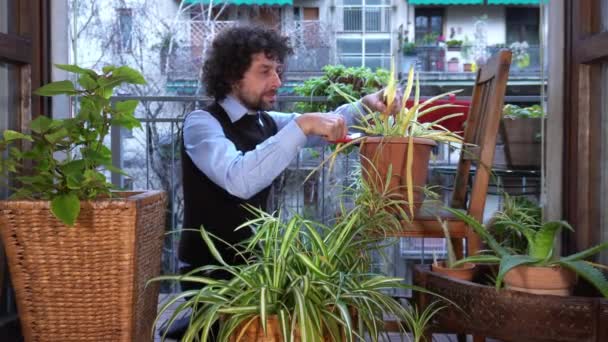 Podnikatel Zahradničení Bytě Během Covid Coronavirus Uzamčení Karantény Domů Životní — Stock video