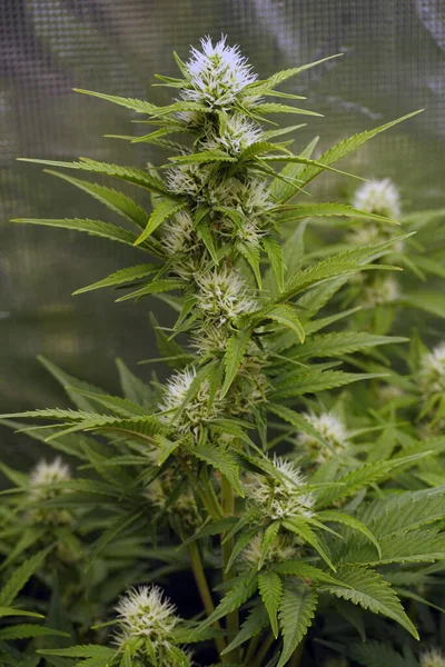 大麻植物マリファナは成長テントで栽培する 温度計による測定です ハッシュ生産薬用の栽培雑草屋内 Cad Thc — ストック写真