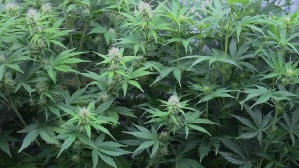 花园里的大麻种植 — 图库视频影像
