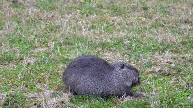 Covid-19 Coronavirus sırasında şehrin merkezindeki Milan 'ın Navigli Kanallarında yaşayan büyük sıçan, otobur, yarı su kemirgenleri ve hayvanlar yaşamak için yer kaplıyorlar.