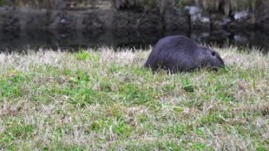Covid-19 Coronavirus 'un doğası gereği şehrin merkezi yakınlarındaki Milan' ın Navigli Kanallarında büyük bir sıçan, otçul, yarı su kemirgeni. 