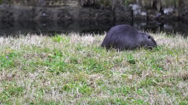 Nutria Big Rat Herbivorous Semiaquatic Rodent Navigli Canals Milan Downtown — Stock Video