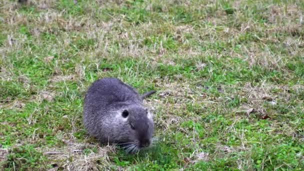 Nutria Μεγάλος Αρουραίος Φυτοφάγος Ημιυδρόβιο Τρωκτικό Στο Navigli Κανάλια Του — Αρχείο Βίντεο