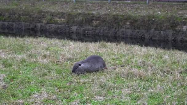 Nutria Big Rats Herbivorous Semiaquatic Rodent Navigli Canals Milan Downtown — Stock Video