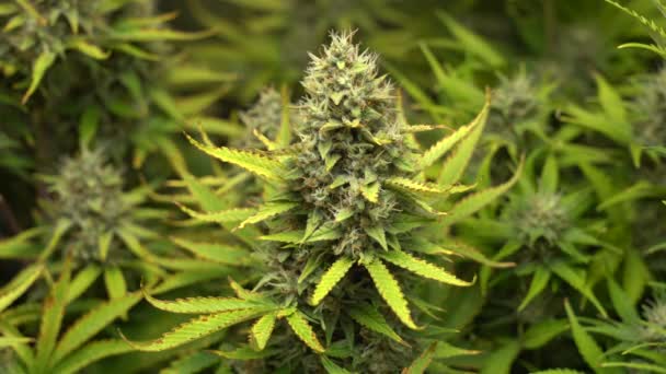 Riprese Della Pianta Cannabis Giardino — Video Stock