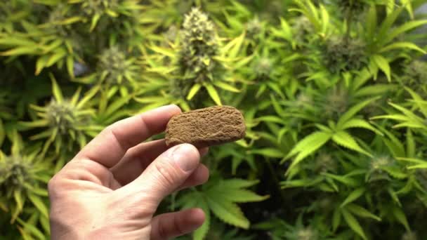 Bilder Cannabisplantan Och Handhållen Hasch Trädgården — Stockvideo