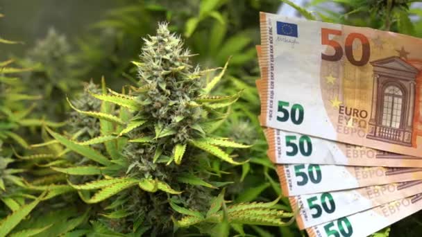 Riprese Della Pianta Cannabis Delle Banconote Euro Giardino — Video Stock