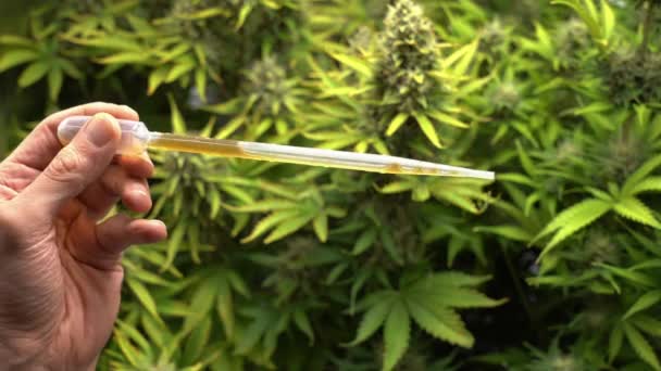 Filmato Della Pianta Cannabis Pipetta Tenere Mano Con Liquido Giardino — Video Stock