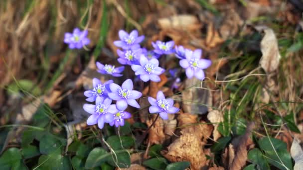 Beelden Van Paarse Bloemen Het Bos — Stockvideo