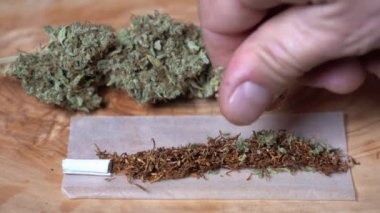 Avrupa, İtalya - Yabani marihuana iç tarım ve haşhaş ilacı - gittikçe daha fazla genç milenyum Covid-19 Coronavirus salgını sırasında ortak uyuşturucu kullanıyor - esrar sarmak için esrar sarmak 