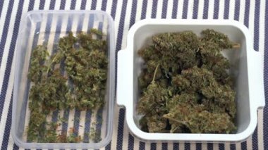 Avrupa, İtalya - Yabani marihuana iç tarım ve haşhaş ilacı - gittikçe daha fazla genç milenyum Covid-19 Coronavirus salgını sırasında ortak uyuşturucu kullanıyor - esrar sarmak için esrar sarmak 