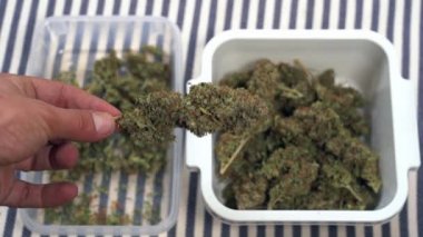 Avrupa, İtalya - Yabani marihuana iç tarım ve haşhaş ilacı - gittikçe daha fazla genç milenyum Covid-19 Coronavirus salgını sırasında ortak uyuşturucu kullanıyor - esrar sarmak için esrar sarmak 