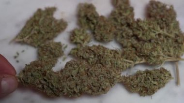 Avrupa, İtalya - Yabani marihuana iç tarım ve haşhaş ilacı - gittikçe daha fazla genç milenyum Covid-19 Coronavirus salgını sırasında ortak uyuşturucu kullanıyor - esrar sarmak için esrar sarmak 