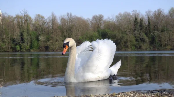 Bílá Labuť Plave Říční Vodě Adda Trezzo Adda Lombardie Itálie — Stock fotografie