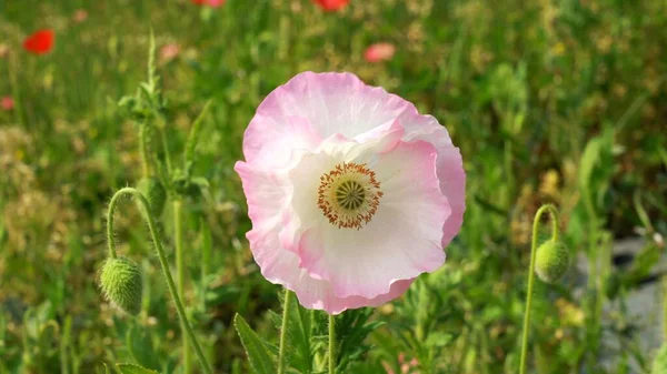 Amazing pink and white  poppy flower in a field
