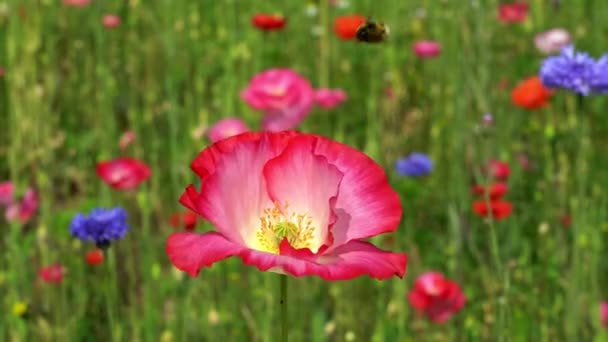 Fleur Pavot Rouge Bourdon Voler Sucer Dans Pollen Champ Fleurs — Video