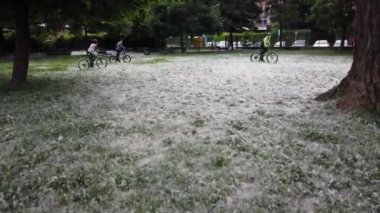 Çayırın güzel görüntüleri ve kavak tüyüyle kaplanmış otlar.