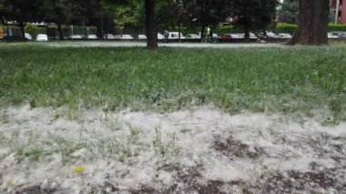 Çayırın güzel görüntüleri ve kavak tüyüyle kaplanmış otlar.