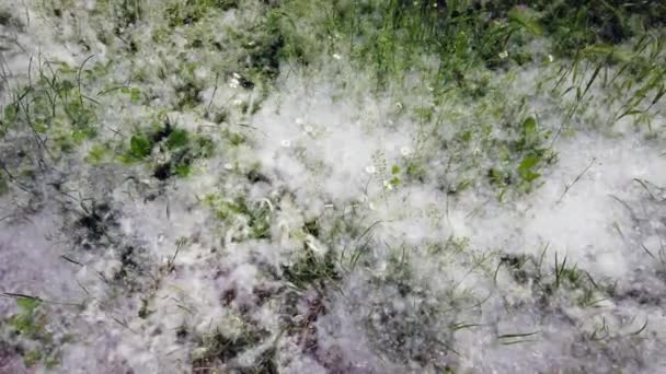 Schöne Aufnahmen Von Der Wiese Und Gras Mit Pappelflaum Bedeckt — Stockvideo