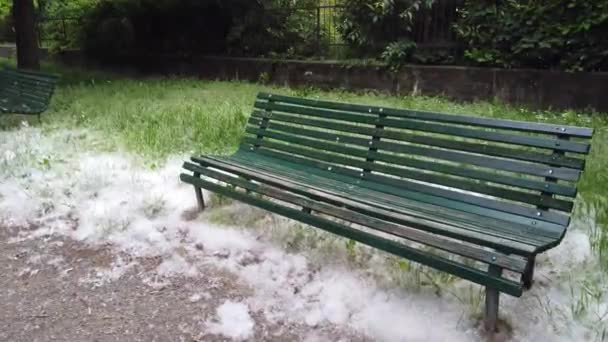 Belas Imagens Prado Grama Coberto Com Choupo Fluff — Vídeo de Stock