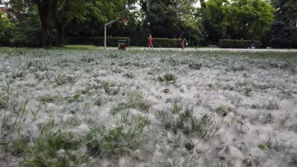 Όμορφο Υλικό Από Λιβάδι Και Γρασίδι Καλυμμένο Λεύκες Χνούδι — Αρχείο Βίντεο