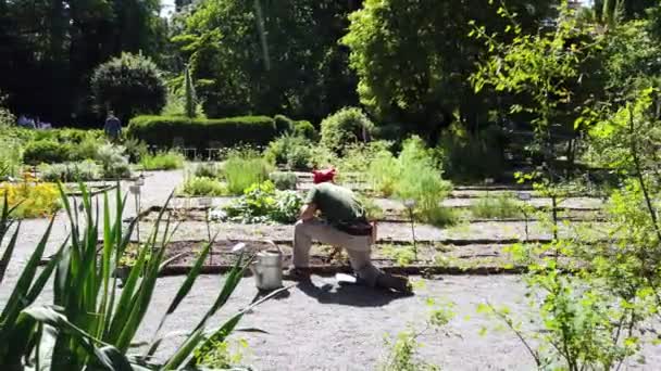 ヨーロッパ イタリア ミラノ2021年5月 コヴィッド19コロナウイルスの流行のためにロックダウンが完了した後 市内のダウンタウンにある芸術大学のブレラ植物園 — ストック動画