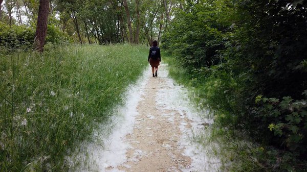 Europe, Milan Italy, Pollen and seasonal allergies in spring with the flowering of poplars in the parks - field completely covered with white pollen in Ticino natural park near Pavia