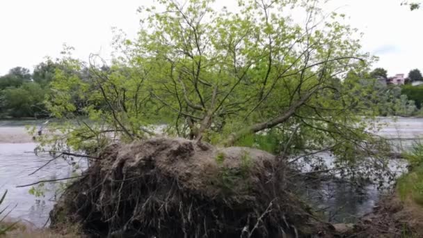 Large Tree Uprooted Ground Riverbank Storm Damage Environment Nature Due — Stock Video