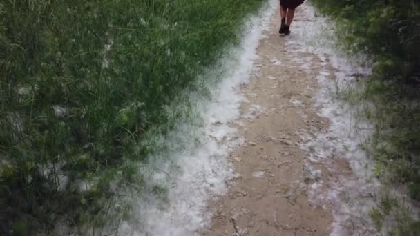 Europa Milão Itália Pólen Alergias Sazonais Primavera Com Floração Álamos — Vídeo de Stock