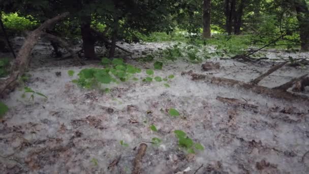 Europa Milano Italia Polline Allergie Stagionali Primavera Con Fioritura Dei — Video Stock