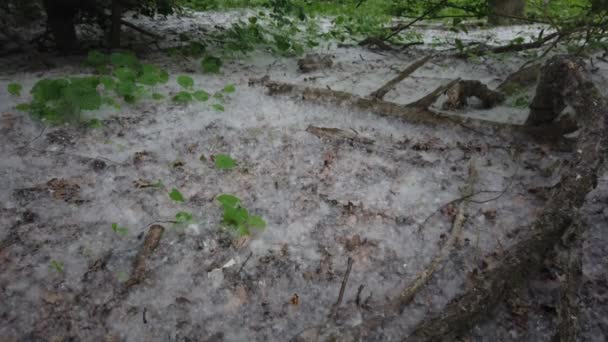 Europa Milano Italia Polline Allergie Stagionali Primavera Con Fioritura Dei — Video Stock