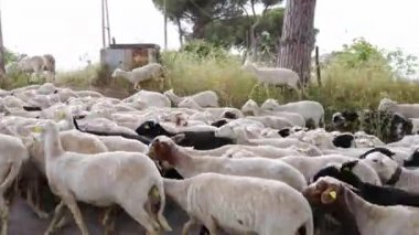 Koyun sürüsü kırsal yolda otluyor.