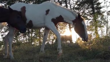 Doğada bedava otlayan atların olduğu inanılmaz kırsal alan. Atlar özgürce ot yiyor.
