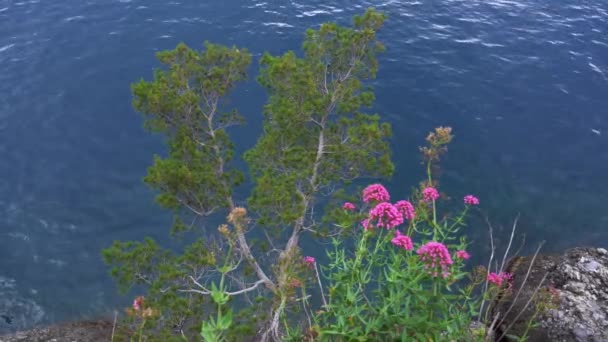 Acantilado Del Mar Típico Del Mediterráneo Con Pinos Marítimos Flores — Vídeo de stock
