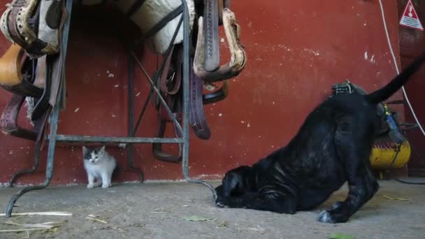 Końskie Siodła Wiszą Gospodarstwie Hodowlanym Mały Kot Pies Bawią Się — Wideo stockowe