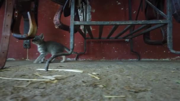Selas Cavalo Pendurar Uma Fazenda Gado Pequeno Gato — Vídeo de Stock