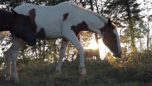 自然の中で無料の放牧馬と素晴らしい田園風景 馬は自由に草を食べる — ストック動画