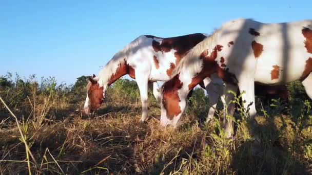 自然の中で無料の放牧馬と素晴らしい田園風景 馬は自由に草を食べる — ストック動画