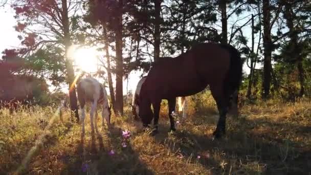 自然の中で無料の放牧馬と素晴らしい田園風景 馬は自由に草を食べる — ストック動画
