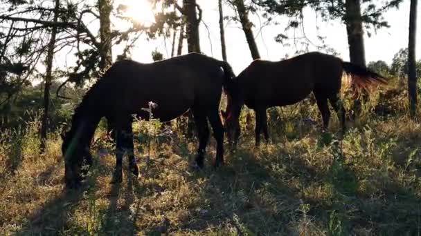 自然の中で無料の放牧馬と素晴らしい田園風景 馬は自由に草を食べる — ストック動画