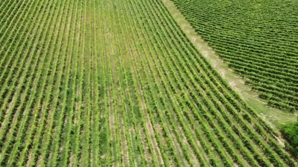 Europa Italië Oltrepo Pavia Broni Cigognola Uitzicht Vanuit Lucht Van — Stockvideo