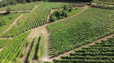 Avrupa, İtalya, Oltrepo Pavia, Broni ve Cigognola hava aracı Po Vadisi 'nde şarap üretimi için üzüm bağları bulunan kırsal arazinin insansız hava aracından hava manzarası (Po Valley, Oltrepo padana)