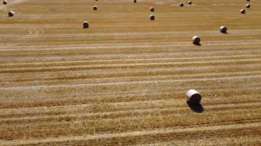 Kurutmak için saman balyalarıyla bir buğday tarlasının insansız hava görüntüsü - tarım ve buğday hasadı