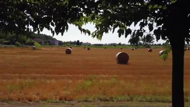 Letecký Pohled Pšeničné Pole Balíky Sena Sucha Zemědělství Sklizeň Pšenice — Stock video