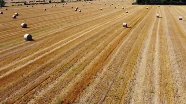 Drone Antenn Syn Ett Vetefält Med Höbalar För Att Torka — Stockvideo