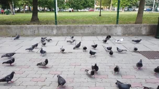 多くの鳩がいる広場の映像は — ストック動画