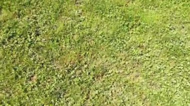 Yürüyüş yapan bir köpeğin parkta, yeşil çimlerde, orta büyüklükteki bir köpeğin kafasındaki kamerada nasıl göründüğünü, hayvanın görüntüsünü nasıl yakaladığını, bulanık yolu ve köpeğinin kör bir insanı nasıl yönettiğini.